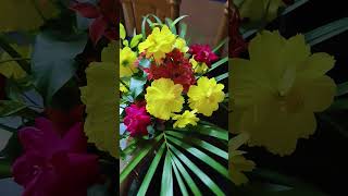 Barir gacher ful e sajano fuldani trending flowers gardening [upl. by Somerset]