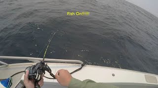 How to use NEW Shimano Ocea Jigger F Custom 2000 Slow Jigging for Yellowtail Kingfish TRIPLE hookup [upl. by Sutit768]