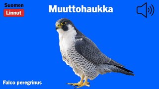 Muuttohaukka  Falco peregrinus  Peregrine Falcon  pilgrimsfalk  FALPER [upl. by Suvart]