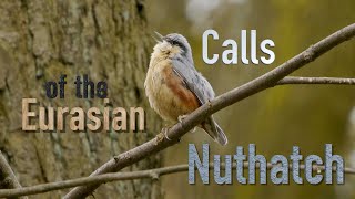 Eurasian Nuthatch Calls birds birdsounds [upl. by Vaenfila448]