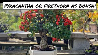 Pyracantha or Firethorn as Bonsai [upl. by Winfrid]