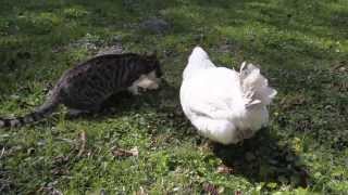 Aber nicht mit Huhn Luna  Kater Findus [upl. by Colleen]