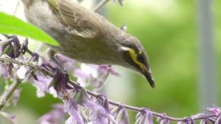 Yellowfaced Honeyeater [upl. by Anawit]