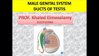 Histology ducts of testis Male genital system  histology of epididymis [upl. by Neih]