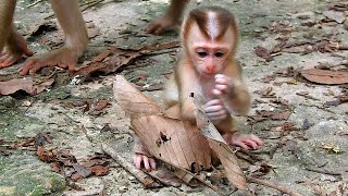 A beautiful baby monkey and a wonderful mother [upl. by Tebasile828]