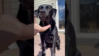 DOG spelling backwards is GOD 😳 he’s my demi dog 😄 dog labrador cute [upl. by Barr732]