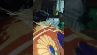 জেব্রা finch hand thembirdsvideo​animalsvideo​animalvideos​ birds​ bajigarbirds​ [upl. by Imis]