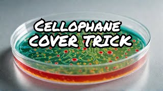 Why Cover a Petri Dish with Cellophane Simple Explanation and Science behind It [upl. by Laven]