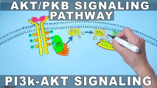 AKTPKB Signaling Pathway  PI3k Signaling [upl. by Yrtnej]