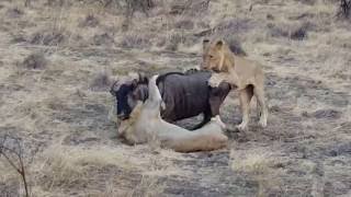 Lions Kill Wildebeest [upl. by Raffaj]