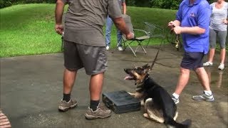 When too much force is used in Dog Training it looks like this [upl. by Dier80]