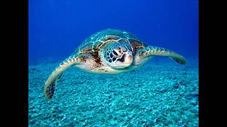 Sea TURTLE Aquatick Evolutiva Reptilian Ambience Sea TURTLE [upl. by Ap209]