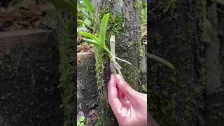 propagation dendrobium plants on wood short [upl. by Ayatnahs]