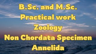 ANNELIDA MUSEUM SPECIMENNON CHORDATAINVERTEBRATEBScMScZOOLOGYPRACTICAL WORK [upl. by Htez]