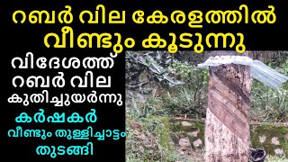 റബർ വില കൂടി  Rubber price increased  Manoj nediyackal rubber tapping [upl. by Nataniel]