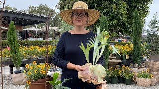 Staghorn Fern Care How To Grow Water and Care for Mounted Staghorn Ferns with Sarah Smith [upl. by Hurwit682]