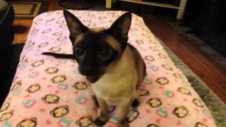 Sassy the siamese cat meowing [upl. by Iveel407]