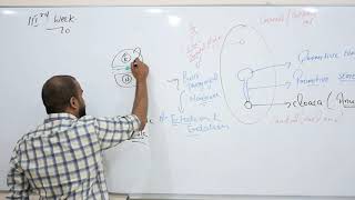 EMBRYOLOGY MADE SIMPLE PART 4WEEK 3NUERULATION AND GASTRULATION [upl. by Hsatan242]