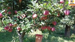 summerpruning traditional Apple trees 9 Jul 2024 After Results Size colour Bud formation [upl. by Trout700]