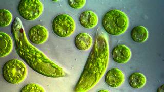 Chlamydomonas amp Euglena viridis [upl. by Retloc]