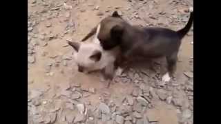 Gato y perro peleando INCREIBLE [upl. by Ahsienal]