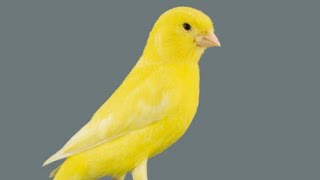 What is the voice of this Kanari Let your canary voice pay attention [upl. by Inanak]