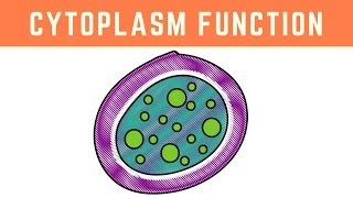 Cytoplasm Function  More than just the clear liquid of the Cell [upl. by Claretta]