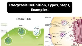 Exocytosis Definition Types Steps Examples [upl. by Anaimad]