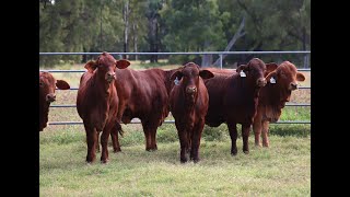 Available on AuctionsPlus Thursday 23 May at 9am Droughtmaster Commercial Female Sale [upl. by Okemak]