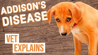 Addisons Disease in Dogs [upl. by Anayrb79]