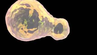 Biological cell 3D render  MAYA [upl. by Norre]