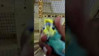 How to grab a budgie in hand  bird ko hath main kesy pakra jay [upl. by Eloisa]