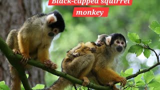 Black capped squirrel Monkey [upl. by Neliak]