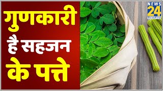 Sanjeevani Tips डॉक्टर प्रताप चौहान से जानिए सहजन के पत्तों के 6 बेहतरीन हेल्दी टिप्स [upl. by Astiram]