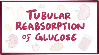 Tubular reabsorption of glucose  renal physiology [upl. by Farmann]