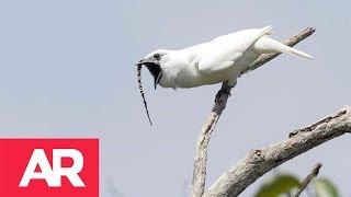 Así suena el ave más ruidosa del mundo [upl. by Oludoet]