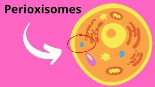 Peroxisomes Structure and Function [upl. by Vetter]