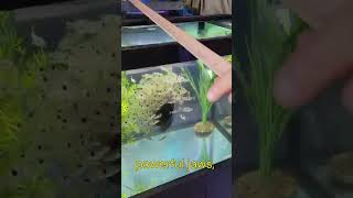 400 piranha vs fish head  youtubeshorts shorts shortvideo fishing attack river halloween [upl. by Verras]