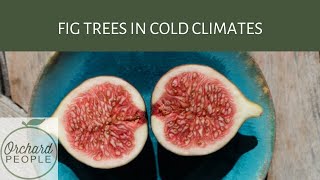 Growing fig trees in cold climates with Steven Biggs The Fig Pig [upl. by Nytsirhc]