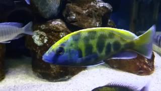 Nimbochromis venustus cichlid [upl. by Savell646]