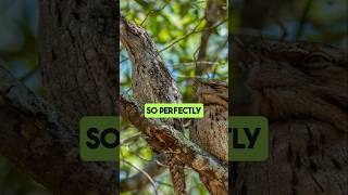 Tawny Frogmouth The Ultimate Camouflage Bird shorts birds [upl. by Ahsoem]