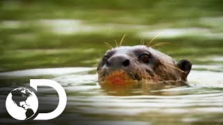 La nutria gigante de Brasil  Latinoamérica salvaje  Discovery Latinoamérica [upl. by Norene874]