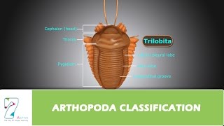 ARTHOPODA CLASSIFICATION [upl. by Ayifas]