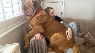 When Your Big Dog Thinks Hes a Baby 🤣 Funny dog videos 2024 [upl. by Krystalle]