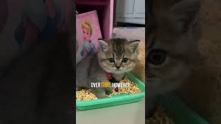 What Cats Really Think About Litter Box Cleaning 😸 [upl. by Enehpets]