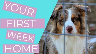 Bringing Home a Rescue Dog 6 Rescue Dog Tips for your First Week Home THE KIND CANINE [upl. by Henriette]