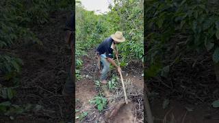 Fazendo uma bela capina na lavoura terra tá muito macia🤠 vidanaroça sitio agro [upl. by Holly-Anne105]