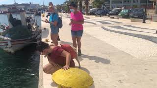 Turtle Spotting in Argostoli Kefalonia Short Clip argostolikefalonia [upl. by Rehtaeh649]