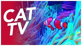 CAT TV  Coral Reef Exploration Video for Cats  Underwater Cat Video 🐠 [upl. by Azerila]