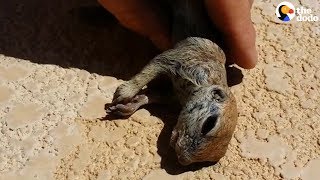 Guy Saves Prairie Dog From Pool  The Dodo [upl. by Keli137]